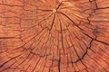 Wooden stump texture without annual rings, cracks from the center, red brown color Royalty Free Stock Photo