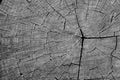 Wooden stump with years circles and cracks closeup black and white. Cracked lumber macro. Aged rough wooden surface.