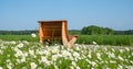 wooden sunchair inmidst Marguerites meadow Royalty Free Stock Photo