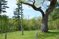 Wooden supports or poles on old tree