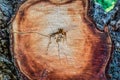 Wooden surface of the cut-off tree, Abstract texture of wooden texture crack of old wood, Hole in the middle of the tree, Tree cut