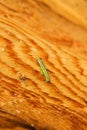 The wooden surface with green caterpillar on the tree. Royalty Free Stock Photo