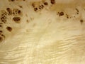 The wooden surface of the poplar root. Decoration material for furniture