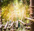 Wooden suspension bridge in climbing forest