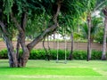 Wooden swing hanging from the big tree Royalty Free Stock Photo