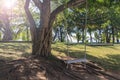 Wooden swing on ropes under the big tree in the garden, fantastic big tree with swing on green field Royalty Free Stock Photo