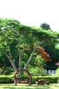 Wooden swing under a big tree Royalty Free Stock Photo