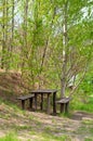 Wooden table in birch grove