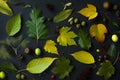 A wooden table covered with an assortment of colorful leaves and ripe fruits, creating a vibrant and bountiful display