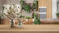 Wooden table, desk or shelf close up with branches of cherry blossoms in glass vase over blurred view of modern kitchen, urban