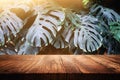 wooden table in front of tropical green Monstera leaves floral background. for product display and presentation Royalty Free Stock Photo