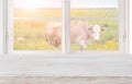 Wooden table in front of window with meadow and cow Royalty Free Stock Photo