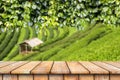 Wooden table and ivy plant on tea plantation