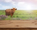 Wooden table over defocused background with cow and grass meadow Royalty Free Stock Photo