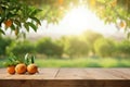 wooden table place of free space for your decoration and orange trees with fruits in sun light Royalty Free Stock Photo