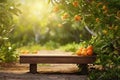 wooden table place of free space for your decoration and orange trees with fruits in sun light Royalty Free Stock Photo