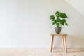 Wooden table with a potted plant, fruit salad tree Monstera