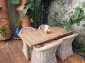 Wooden table and rattan chairs against wall with green plant. Interior of cafe or restaurant, detail Royalty Free Stock Photo