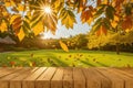 Wooden table surface at autumn fall forest. Beautiful sunny autumn day. Perfect seasonal display template, generative ai Royalty Free Stock Photo