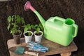 Against the background of soil, seedlings of tomatoes and peppers in pots stand on a wooden board. Nearby are a garden watering Royalty Free Stock Photo