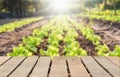 Wooden table top on blur green leaf organic vegetable field background in daytime.Harvest rice or whole wheat.For montage product Royalty Free Stock Photo