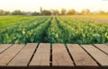 Wooden table top on blur green leaf vegetable field background in daytime.Harvest rice or whole wheat.For montage product display Royalty Free Stock Photo