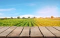Wooden table top on blur green leaf vegetable field background in daytime.Harvest rice or whole wheat.For montage product display Royalty Free Stock Photo