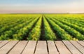 Wooden table top on blur green leaf vegetable field background in daytime.Harvest rice or whole wheat.For montage product display Royalty Free Stock Photo