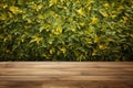 Wooden table top on green ivy leaves wall background,  For product display Royalty Free Stock Photo