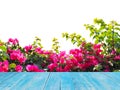 Wooden table top over pink Bougainvillea flower isolated Royalty Free Stock Photo