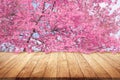 Wooden table top with pink cherry blossom or sakura flowers  mock up wood desk for display or montage your products stand Royalty Free Stock Photo