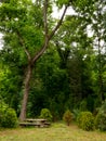 Wooden table under a tree in the forest Royalty Free Stock Photo