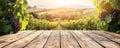 Wooden Table with Vineyard and Grapes, Wine, Winery Royalty Free Stock Photo