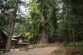 Wooden temple by big trees at Kawaguchi Asama Shrine, Japan Royalty Free Stock Photo