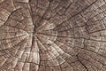 Wooden texture background. Close-up old cracked aged tree cut log. Detail woodentree trunk Royalty Free Stock Photo