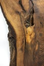 Wooden texture with bark and live edge