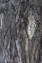 Wooden texture. Bark of old wood Royalty Free Stock Photo