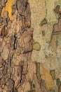 Wooden texture. Bark of tree Royalty Free Stock Photo