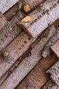 Wooden texture brown bark thin boards dried close-up base natural design rustic piece of timber warehouse