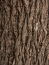 Wooden texture