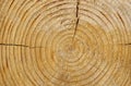 Wooden texture with a cross section of a cut log. Royalty Free Stock Photo