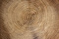 Wooden texture from cut tree trunk of maple tree, closeup. Cross section of a tree trunk. Top view