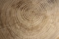 Wooden texture from cut tree trunk of maple tree, closeup. Cross section of a tree trunk. Top view