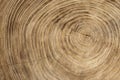 Wooden texture from cut tree trunk of maple tree, closeup. Cross section of a tree trunk. Top view