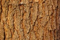 Wooden texture for designer