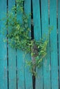 wooden texture of a green wall of a fence and a gray tree branch with leaves between boards Royalty Free Stock Photo