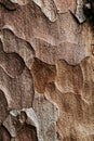 Wooden texture. Macro pine tree Royalty Free Stock Photo
