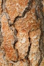 Wooden texture. Macro pine tree Royalty Free Stock Photo