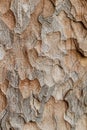 Wooden texture. Macro pine tree Royalty Free Stock Photo