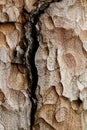 Wooden texture. Macro pine tree Royalty Free Stock Photo